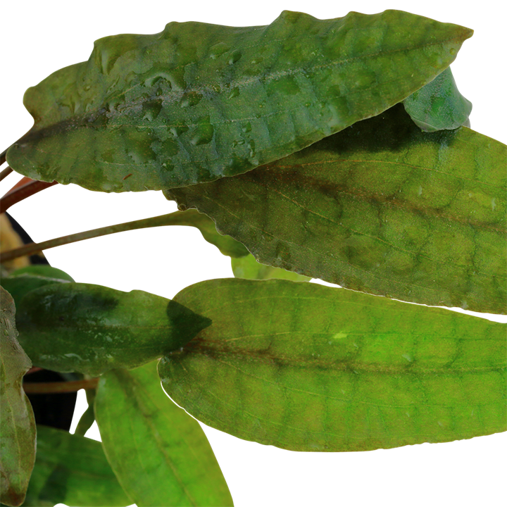 Tropica Potted - Cryptocoryne wendtii 'Tropica'