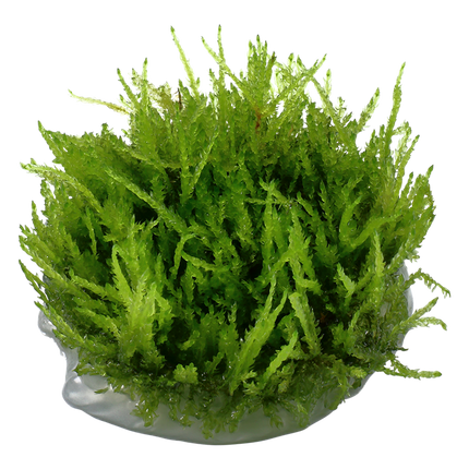 Tropica 1•2•Grow! - Vesicularia ferriei 'Weeping Moss'