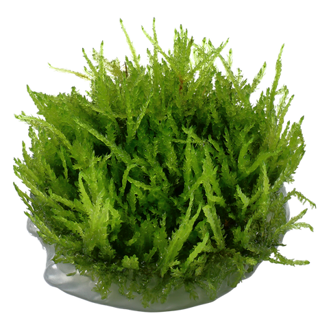 Tropica 1•2•Grow! - Vesicularia ferriei 'Weeping Moss'