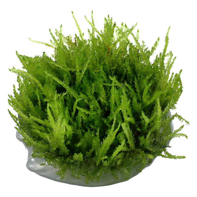 Tropica 1•2•Grow! - Vesicularia ferriei 'Weeping Moss'