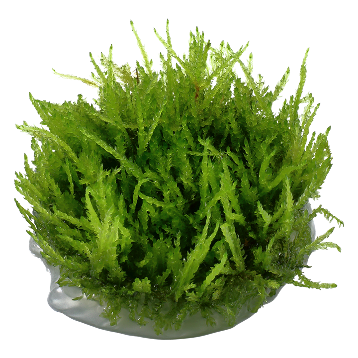 Tropica 1•2•Grow! - Vesicularia ferriei 'Weeping Moss'