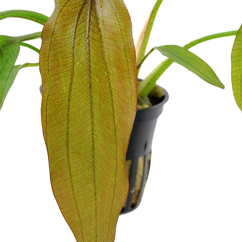 Tropica Potted - Echinodorus 'Red Diamond'
