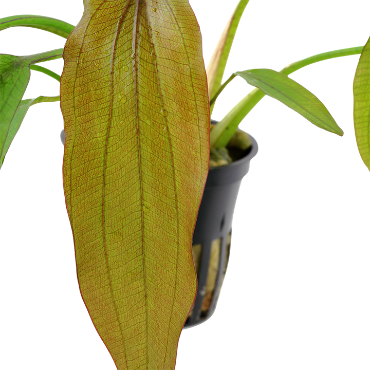 Tropica Potted - Echinodorus 'Red Diamond'