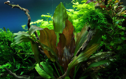 Tropica Potted - Echinodorus 'Reni'