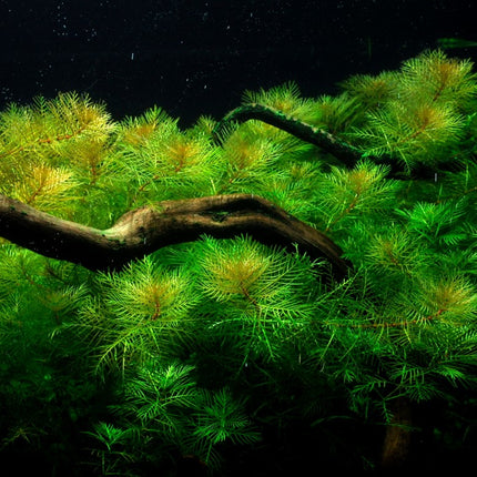Tropica 1•2•Grow! - Myriophyllum mattogrossense