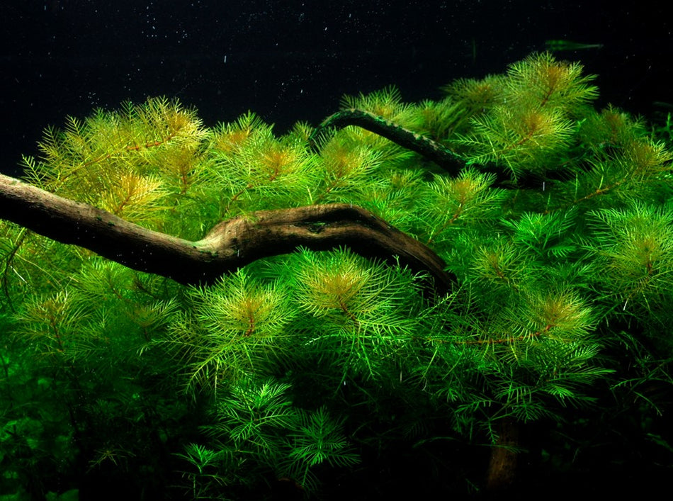 Tropica 1•2•Grow! - Myriophyllum mattogrossense