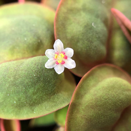 Tropica 1•2•Grow! - Phyllanthus fluitans
