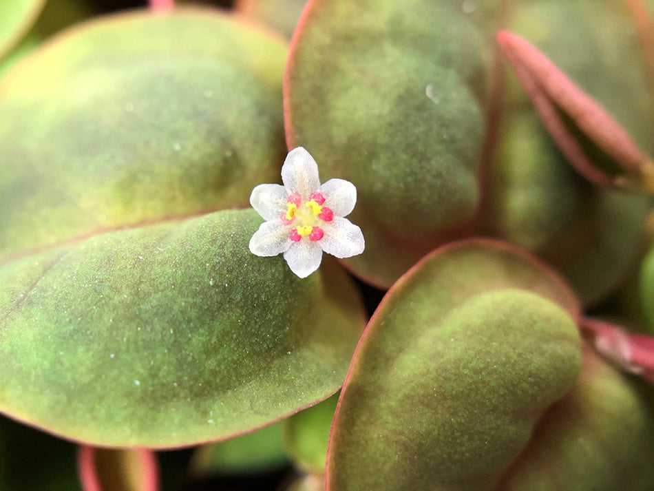 Tropica 1•2•Grow! - Phyllanthus fluitans