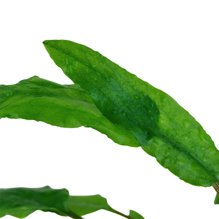 Tropica Potted - Cryptocoryne wendtii 'Green'