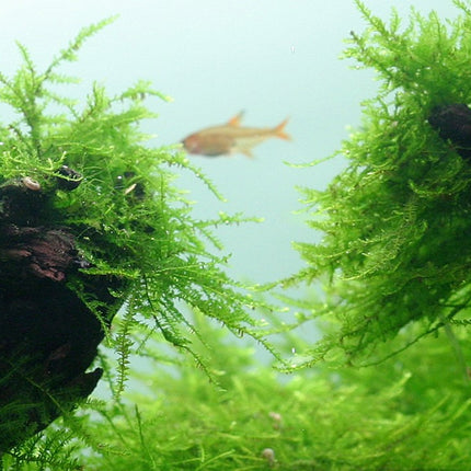 Tropica 1•2•Grow! - Taxiphyllum barbieri 'Bogor Moss'