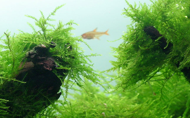 Tropica 1•2•Grow! - Taxiphyllum barbieri 'Bogor Moss'