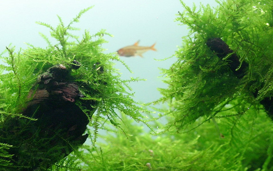 Tropica 1•2•Grow! - Taxiphyllum barbieri 'Bogor Moss'