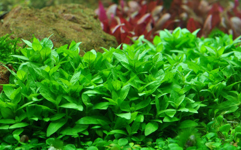 Tropica Potted - Staurogyne repens