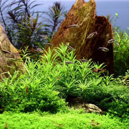 Tropica 1•2•Grow! - Pogostemon helferi