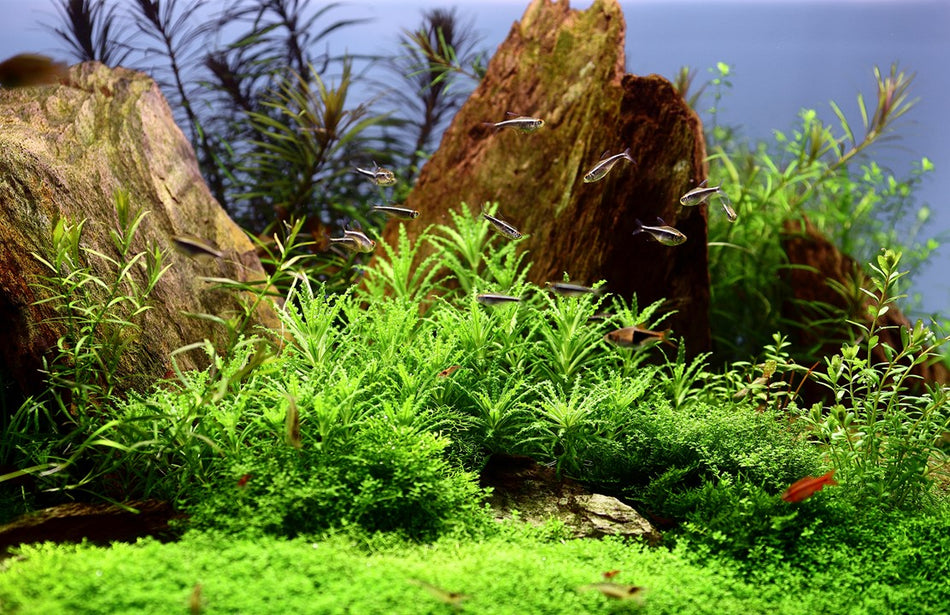 Tropica 1•2•Grow! - Pogostemon helferi