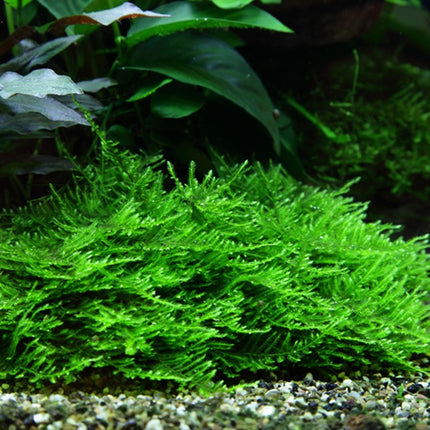 Tropica 1•2•Grow! - Taxiphyllum sp. 'Spiky Moss'