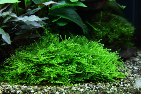 Tropica 1•2•Grow! - Taxiphyllum sp. 'Spiky Moss'