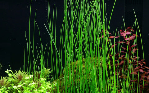 Tropica Potted - Eleocharis montevidensis