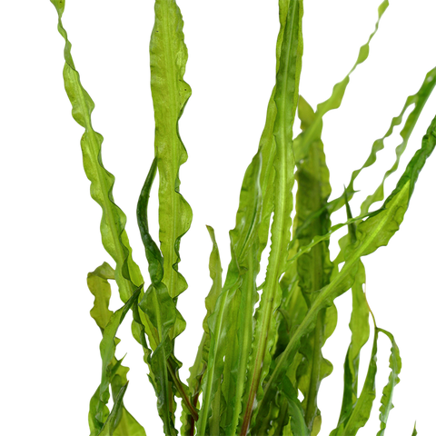 Tropica Potted - Cryptocoryne crispatula