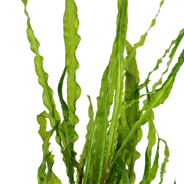 Tropica Potted - Cryptocoryne crispatula