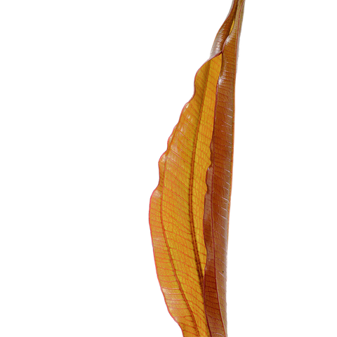 Tropica Potted - Echinodorus 'Red Diamond'