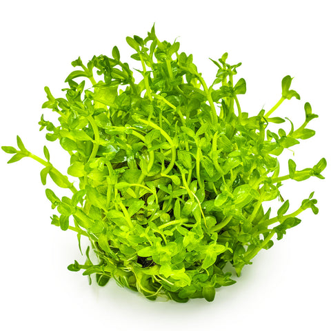 Tissue Culture | Bacopa caroliniana