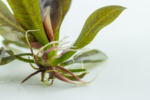 Tropica Potted - Echinodorus 'Reni'