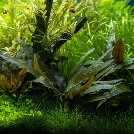 Tropica Potted - Cryptocoryne beckettii 'Petchii'