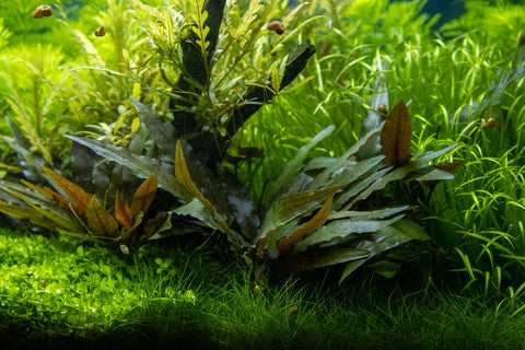Tropica Potted - Cryptocoryne beckettii 'Petchii'