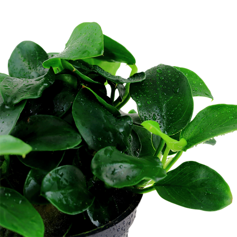 Tropica Potted - Anubias barteri 'Petite'