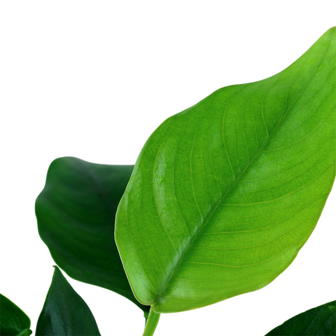Tropica Potted - Anubias barteri nana