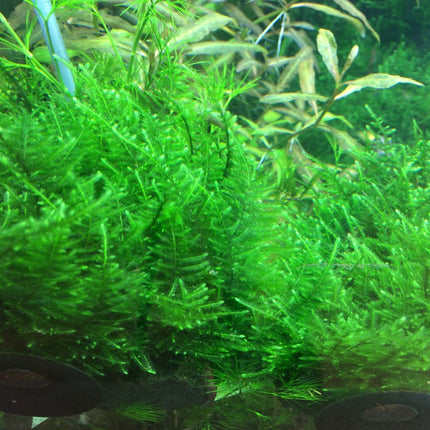 Tropica 1•2•Grow! - Taxiphyllum alternans 'Taiwan Moss'