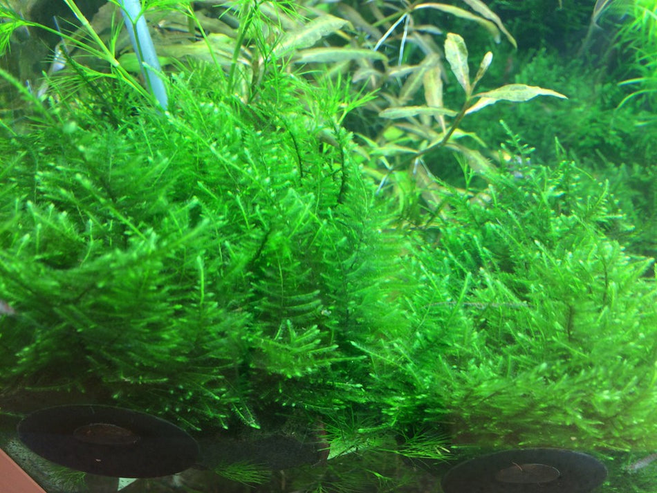 Tropica 1•2•Grow! - Taxiphyllum alternans 'Taiwan Moss'