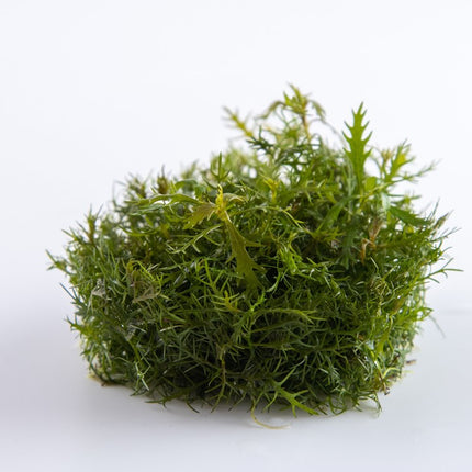 Tropica 1•2•Grow! - Proserpinaca palustris 'Cuba'