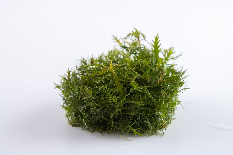 Tropica 1•2•Grow! - Proserpinaca palustris 'Cuba'