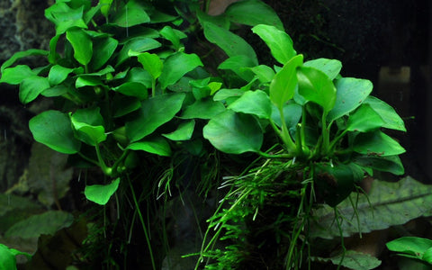 Tropica Potted - Anubias barteri 'Petite'