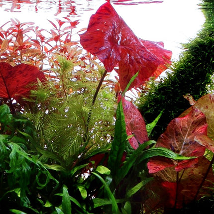 Tropica Potted - Nymphaea lotus
