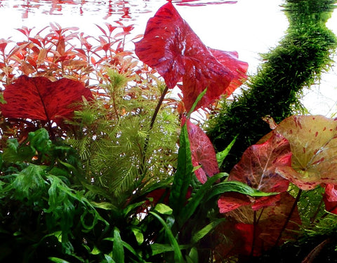 Tropica Potted - Nymphaea lotus