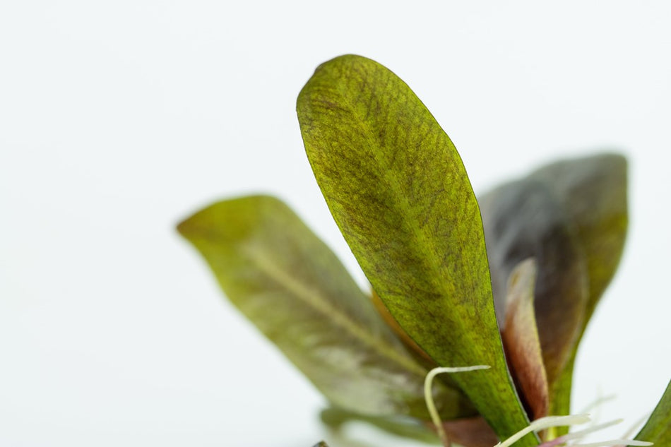 Tropica Potted - Echinodorus 'Reni'