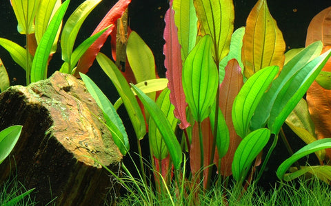 Tropica Potted - Echinodorus 'Red Diamond'