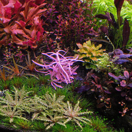 Tissue Culture | Hygrophila sp. 'Chai'
