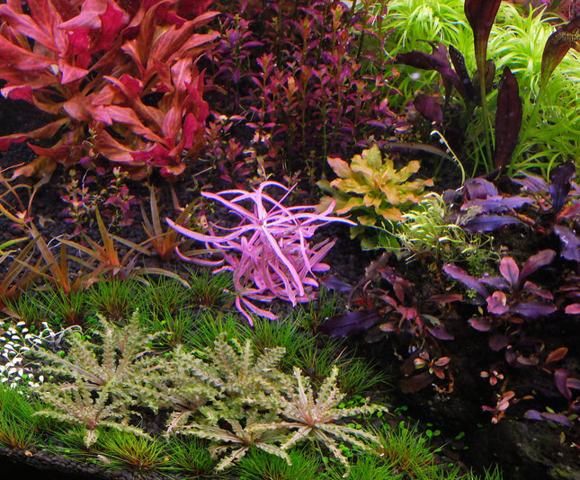 Tissue Culture | Hygrophila sp. 'Chai'