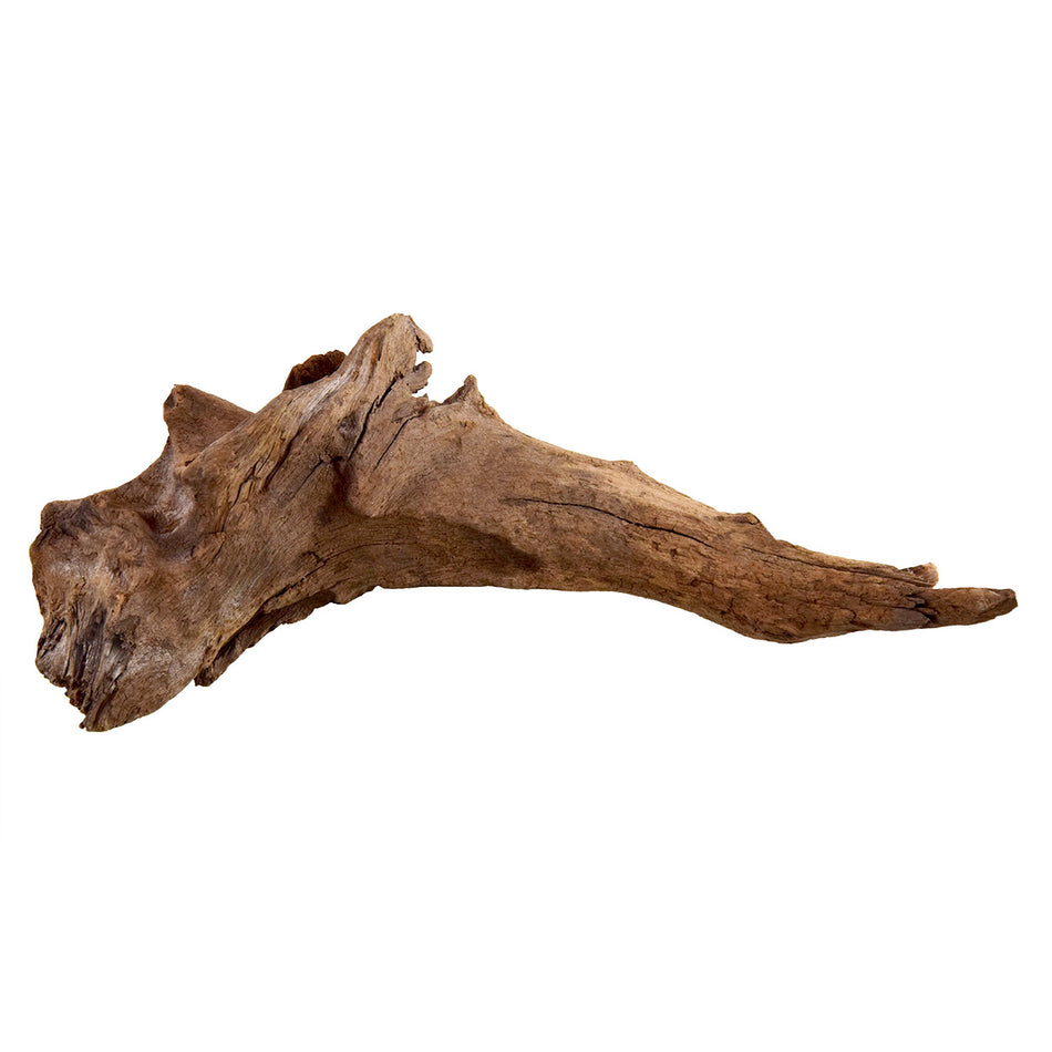 Underwater Treasures Kapas Root - Small
