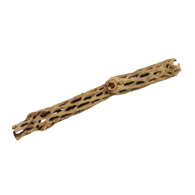 Underwater Treasures Cholla Wood