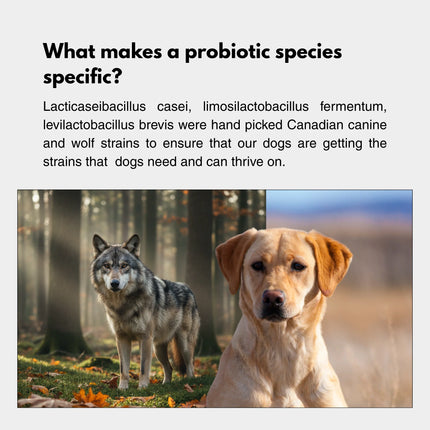 dogged DCS: daily canine synbiotic