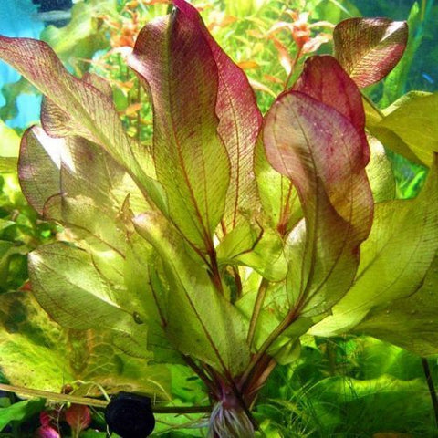 Echinodorus 'Frans Stoffels' (Pot)