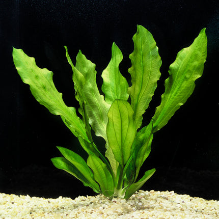 Sword Ruffle (Echinodorus major) (Ring Bunch)