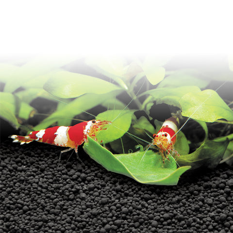 Fluval Stratum Volcanic Aquarium Soil