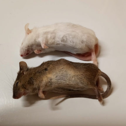East Coast Exotics F/T Mice