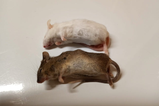 East Coast Exotics F/T Mice